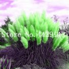 200 Seeds Pampas Grass G2,  T2