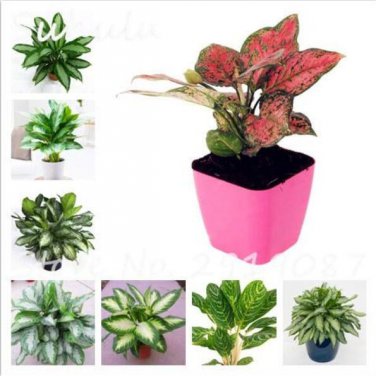 50Pcs Heirloom Aglaonema Green Taro Seeds