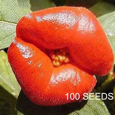 Sexy Red Lip Flower Seeds  See T2