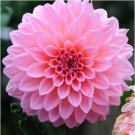 100 Pieces Mr.seeds A Package  Pink Dahlia Seeds Beautiful Gardens Dahlia