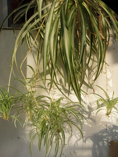 10 Seeds Chlorophytum Seeds