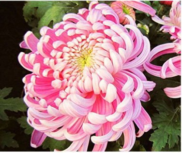 100 pcsbag  Bicolor Pink Yellow Chrysanthemum Seeds