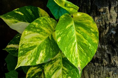 20 Seeds Epipremnum Aureum
