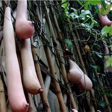 20 PCS Melon seeds Vietnam milk as a woman's