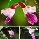 50pcs  Parrot Orchid Flower Seeds World's  High Grade