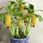 30 Pcs Dwarf Banana Seeds