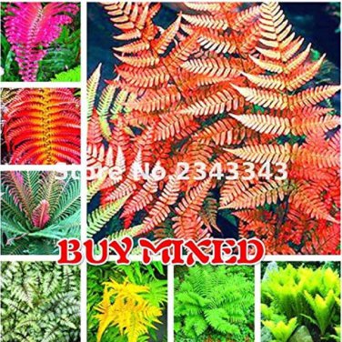100pcs Garden Fern Seeds  Creeper Vines Grass Seed Mixed Rainbow Foliage s T1