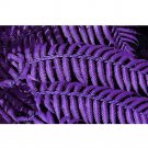 100pcs Garden Fern Seeds  Creeper Vines Grass Seed Mixed Rainbow Foliage s T3