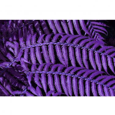100pcs Garden Fern Seeds  Creeper Vines Grass Seed Mixed Rainbow Foliage s T3