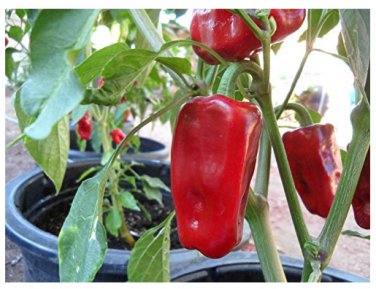 25+ SeedsNew  heirloom Aleppo pepper (pure strain)
