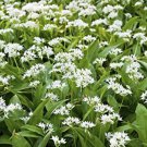 50 pcs Ramsons, Wild Garlic seeds