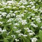 50 pcs Ramsons, Wild Garlic seeds