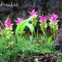 10 Pcs Thailand Curcuma Seeds, Siam Tulip Seeds