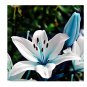 50Pcs Blue Heart Lily Seeds Flower