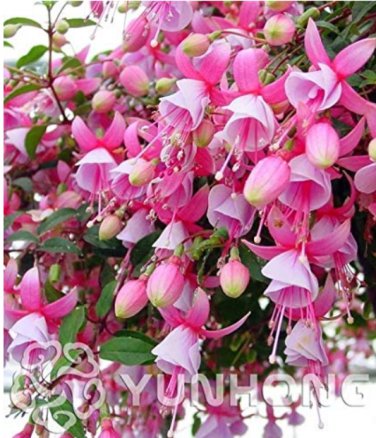 100pcsbag Fuchsia Seeds Flowers