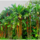 20 Seeds Lipstrick Palm Cyrtostachys