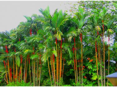 20 Seeds Lipstrick Palm Cyrtostachys