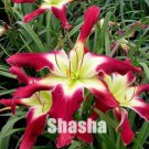 50 seeds Lily Daylily  Unique flower
