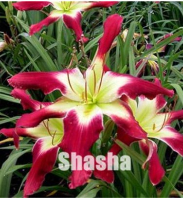 50 seeds Lily Daylily  Unique flower