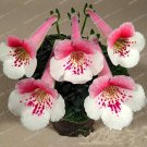 100PCS Gloxinia  Sinningia Gloxinia Flower seeds