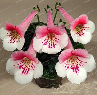 100PCS Gloxinia  Sinningia Gloxinia Flower seeds