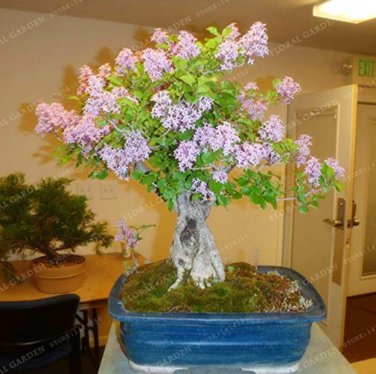50 Colorful  Lilac  Japanese Lilac (Extremely Fragrant) Clove Flower  Lilac Trees Outdoor  for  Gard