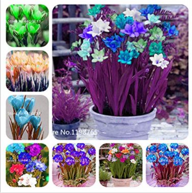 120 pcs Colorful Freesia Seeds True Fragrant Gorgeous Freesia seedss Flowers Orchid Freesia Rhizome 