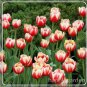 100 pcs Tulip Flores , Not Tulip Bulbs, Hydroponic  Flower Tulip ,Garden Decoration  Flower s