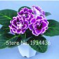 24 Color Imported Gloxinia  200 Pcs Perennial Sinningia Gloxinia Pot Easy to Grow   Flower  T2