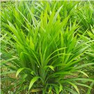 50PcsBag Fragrant Grass Seeds Annual Pandan Flower Fragrant Spices