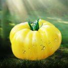 100 Seeds Dixie Golden Giant Tomato Seeds Yellow Big Tomato Fruits Beefsteak Tomatoes Lycopersicon e