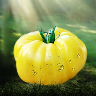 100 Seeds Dixie Golden Giant Tomato Seeds Yellow Big Tomato Fruits Beefsteak Tomatoes Lycopersicon e