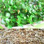 100 Seeds Cedrela Sinensis Seeds Sprouting Vegetables Seedling Seeds Tender Leaves of  Toon