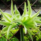 100 Seeds Green Hippeastrum Rutilum Flower