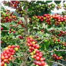 10 + Seeds Heirloom Colorful Coffee Bean s,