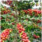 10 + Seeds Heirloom Colorful Coffee Bean s,