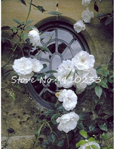 100 Pcs Thailand Climbing Beautyful Rose  Flowers  Mutli-Color Rose  Climbing s  T3