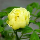 10 Seeds 'Qiu Huang' Ball-typed Yellow Peony Flowers Seeds Fresh Yellow Double Flowers