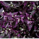 Purple Flash Ornamental Pepper Seeds