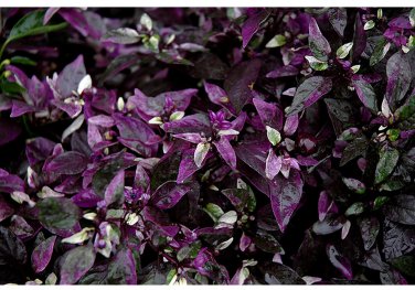 Purple Flash Ornamental Pepper Seeds