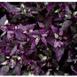 Purple Flash Ornamental Pepper Seeds