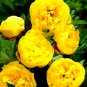10 PCS Hybrid F1 Peony Seeds Orange Red & Purple Blue Double Big Blooms Flowers T3