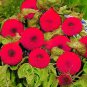 20 PCS Thail Import Fiery Teddy Bear Sunflower Seeds