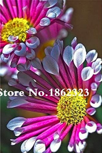 100 Pcs African Blue Eyed Daisy  Osteospermum Flower