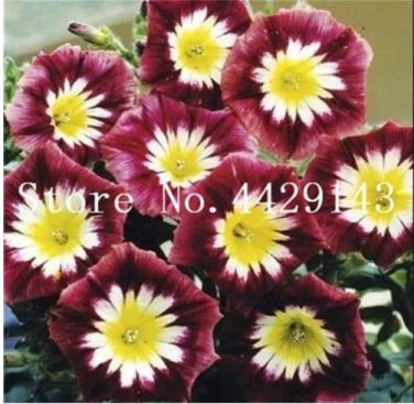 100 Pcs Bag  Star Petunia Blue  Garden and Patio Morning Glory Flowers