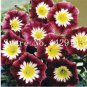 100 Pcs Bag  Star Petunia Blue  Garden and Patio Morning Glory Flowers