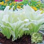 100 pcs bag hosta seeds