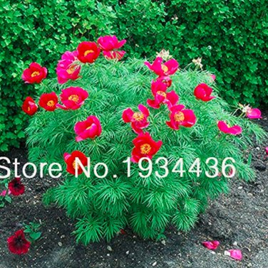 Peony Double Flowering Fernleaf Rubra Plena Garden 10 pcs lot