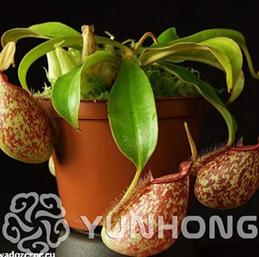 50 Pcs Tropical Pitcher  Giant Nepenthes  Flower