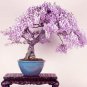 Mini  Wisteria Tree Indoor Ornamental s 10 pcs
